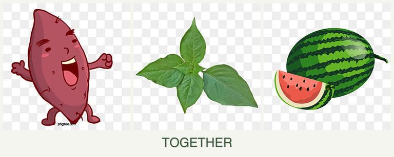Can you plant sweet potatoes, basil and melons together?