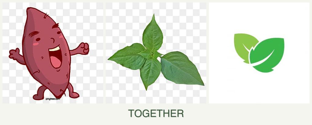 Can you plant sweet potatoes, basil and mint together?