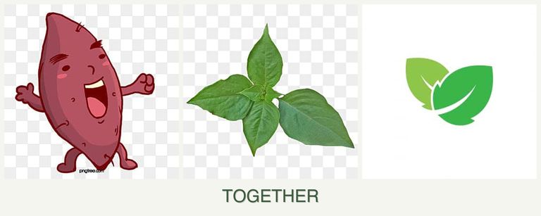Can you plant sweet potatoes, basil and mint together?