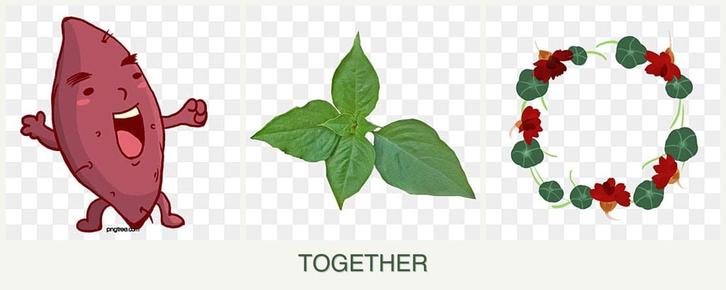 Can you plant sweet potatoes, basil and nasturtiums together?
