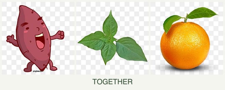 Can you plant sweet potatoes, basil and oranges together?