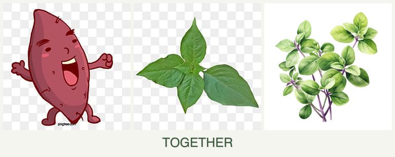 Can you plant sweet potatoes, basil and oregano together?