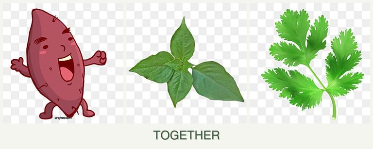 Can you plant sweet potatoes, basil and parsley together?