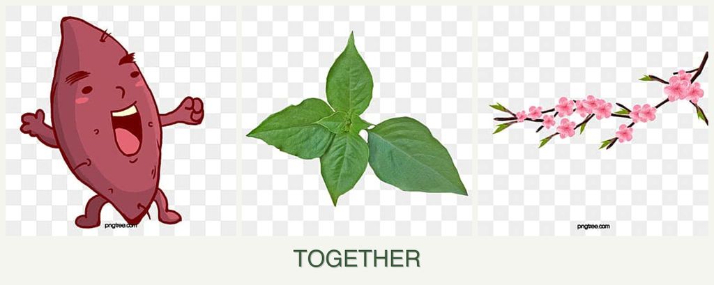 Can you plant sweet potatoes, basil and peaches together?