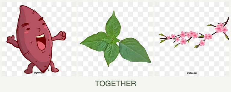 Can you plant sweet potatoes, basil and peaches together?