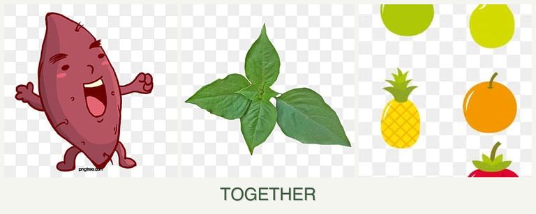 Can you plant sweet potatoes, basil and pears together?