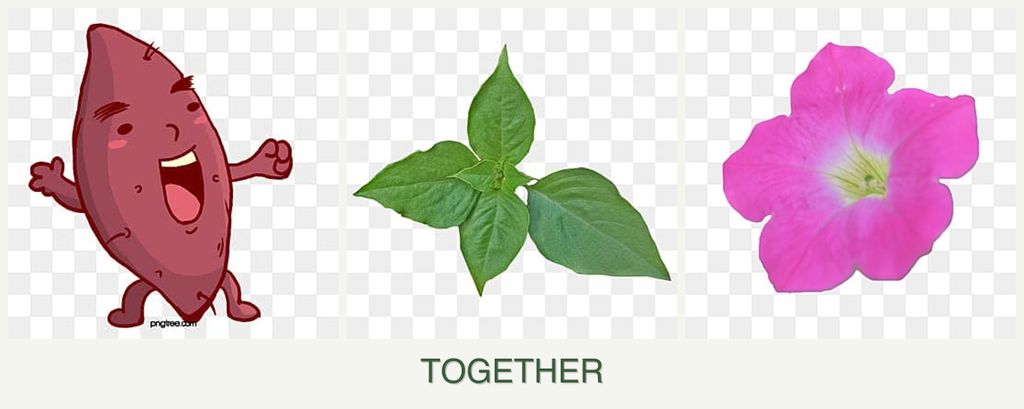 Can you plant sweet potatoes, basil and petunias together?