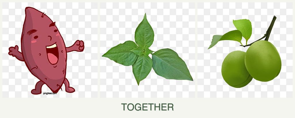 Can you plant sweet potatoes, basil and plums together?