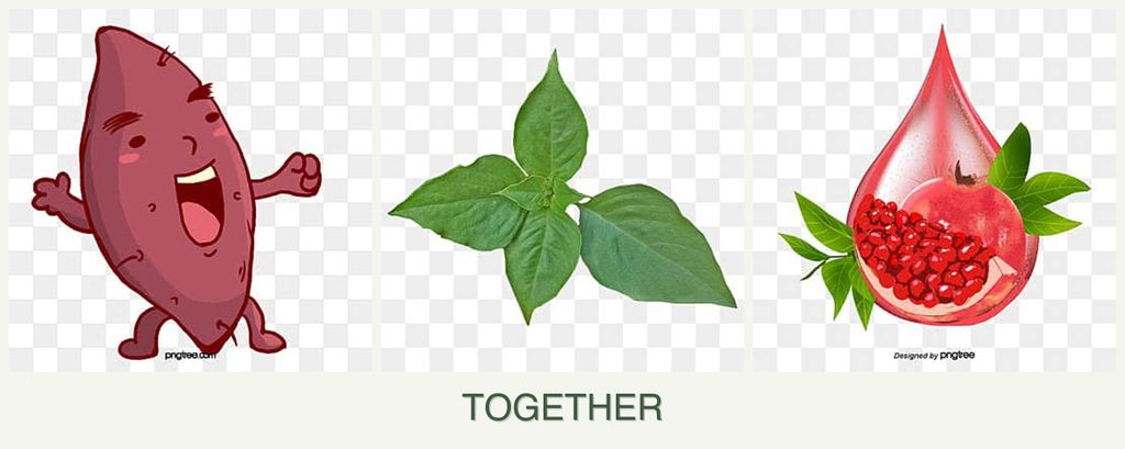 Can you plant sweet potatoes, basil and pomegranates together?