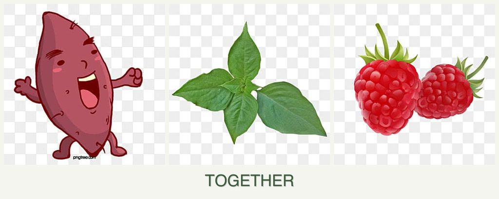 Can you plant sweet potatoes, basil and raspberries together?