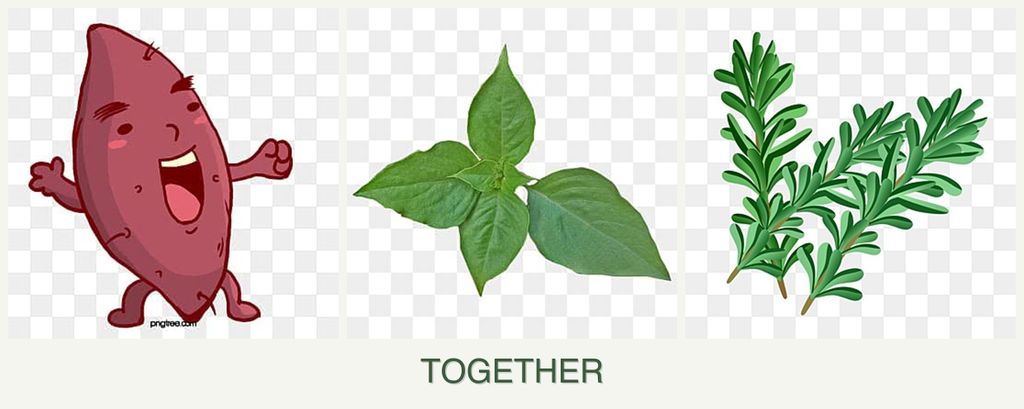 Can you plant sweet potatoes, basil and rosemary together?