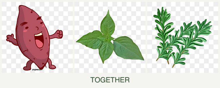 Can you plant sweet potatoes, basil and rosemary together?