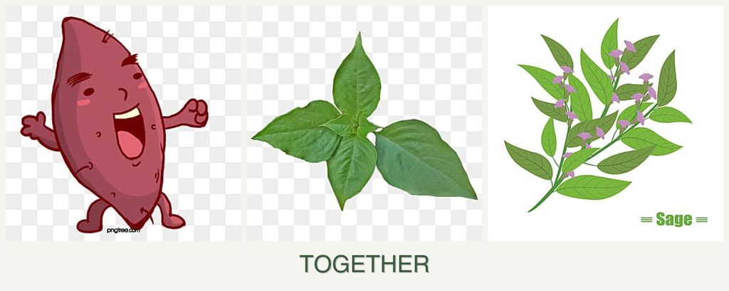 Can you plant sweet potatoes, basil and sage together?