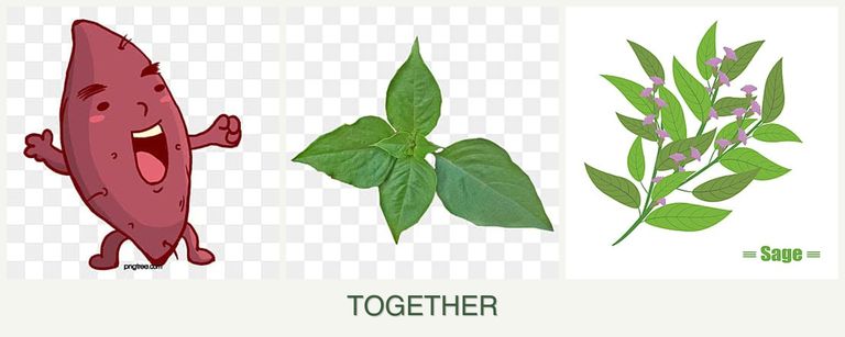 Can you plant sweet potatoes, basil and sage together?