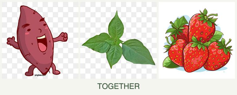Can you plant sweet potatoes, basil and strawberries together?