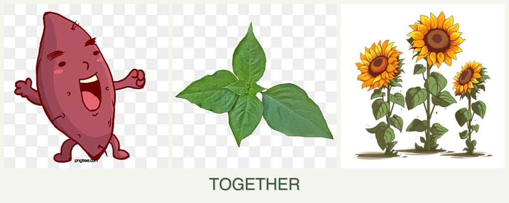 Can you plant sweet potatoes, basil and sunflowers together?