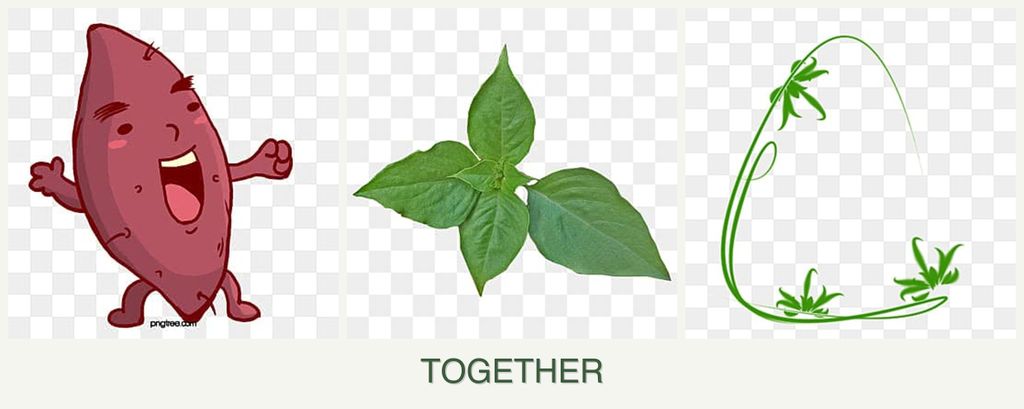 Can you plant sweet potatoes, basil and tarragon together?