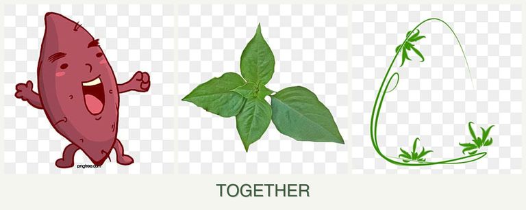 Can you plant sweet potatoes, basil and tarragon together?