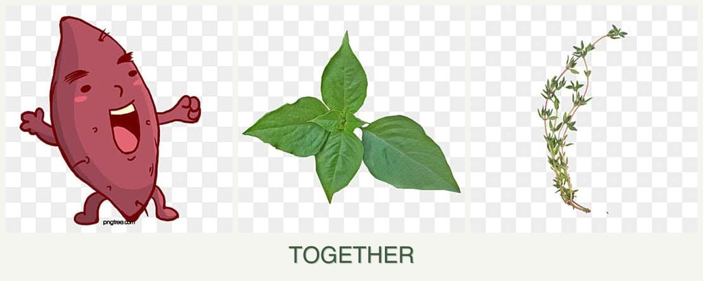 Can you plant sweet potatoes, basil and thyme together?