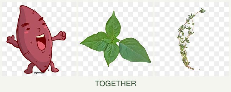 Can you plant sweet potatoes, basil and thyme together?