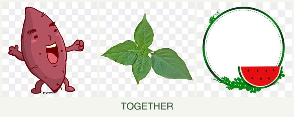 Can you plant sweet potatoes, basil and watermelons together?