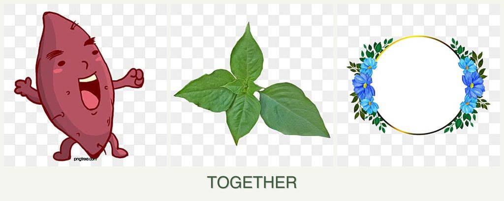 Can you plant sweet potatoes, basil and zinnias together?