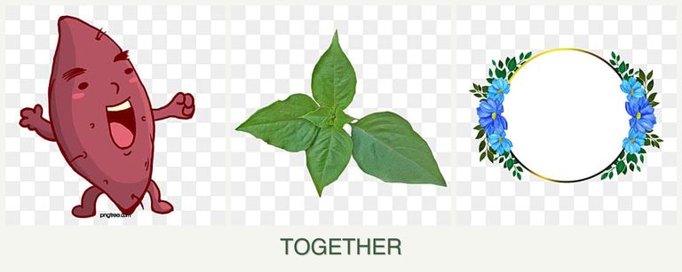 Can you plant sweet potatoes, basil and zinnias together?