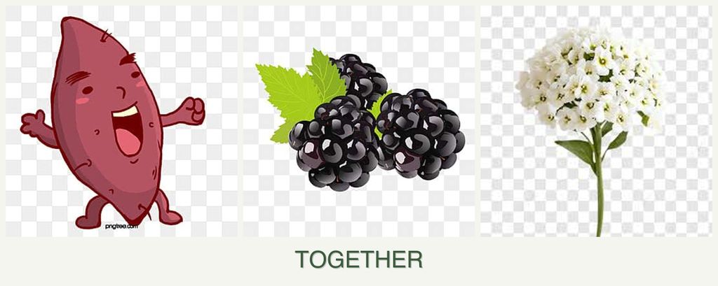 Can you plant sweet potatoes, blackberries and alyssum together?