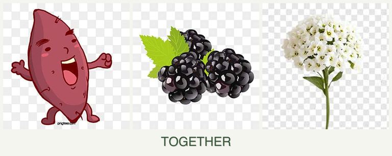 Can you plant sweet potatoes, blackberries and alyssum together?