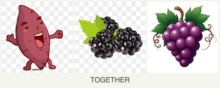 Can you plant sweet potatoes, blackberries and grapes together?