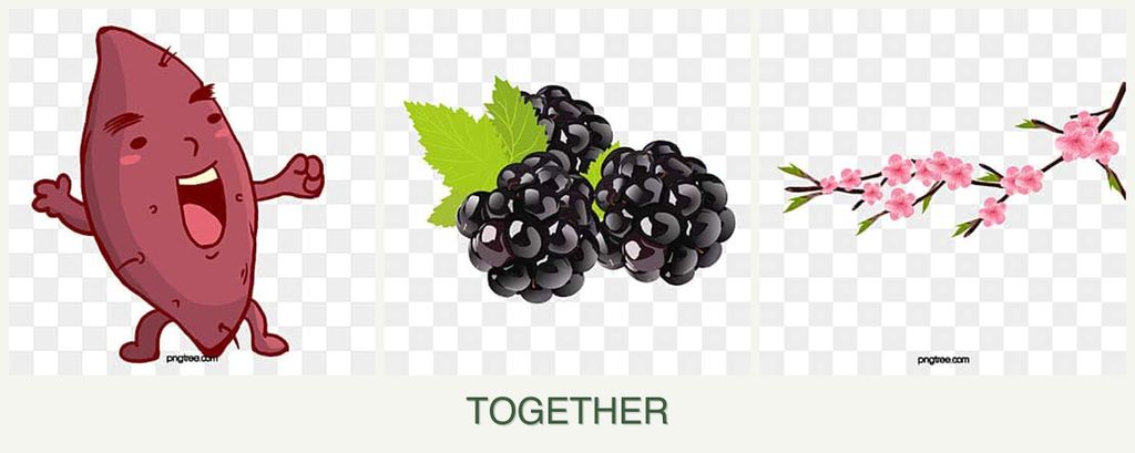 Can you plant sweet potatoes, blackberries and peaches together?