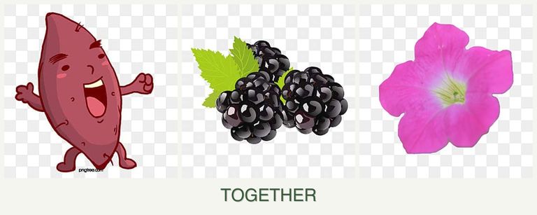 Can you plant sweet potatoes, blackberries and petunias together?