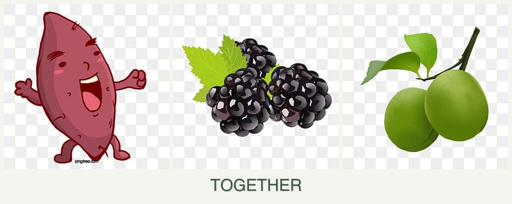 Can you plant sweet potatoes, blackberries and plums together?
