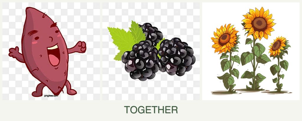 Can you plant sweet potatoes, blackberries and sunflowers together?