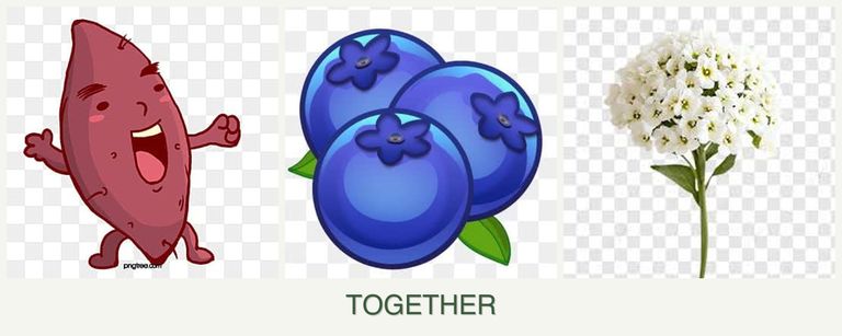 Can you plant sweet potatoes, blueberries and alyssum together?