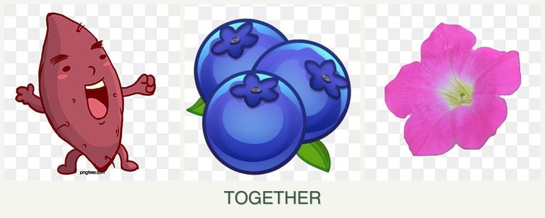 Can you plant sweet potatoes, blueberries and petunias together?