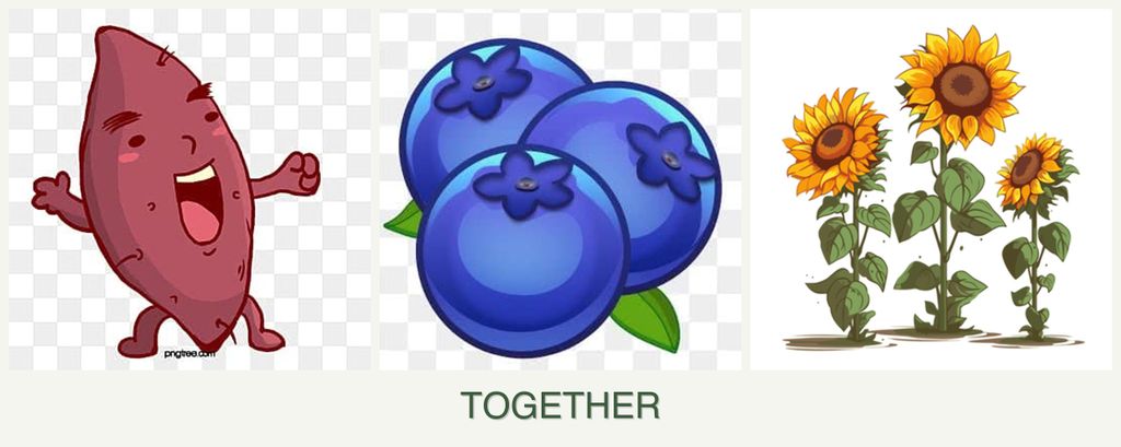 Can you plant sweet potatoes, blueberries and sunflowers together?