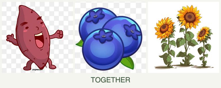 Can you plant sweet potatoes, blueberries and sunflowers together?