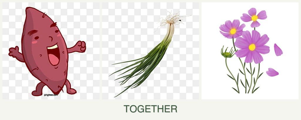 Can you plant sweet potatoes, chives and cosmos together?