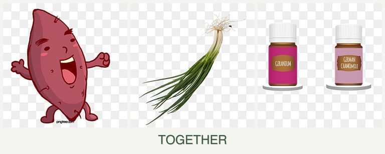 Can you plant sweet potatoes, chives and geraniums together?