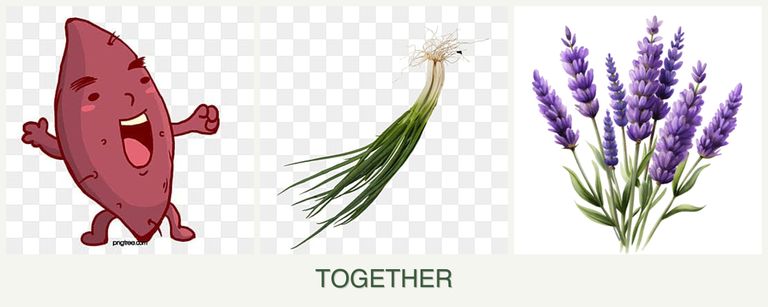 Can you plant sweet potatoes, chives and lavender together?