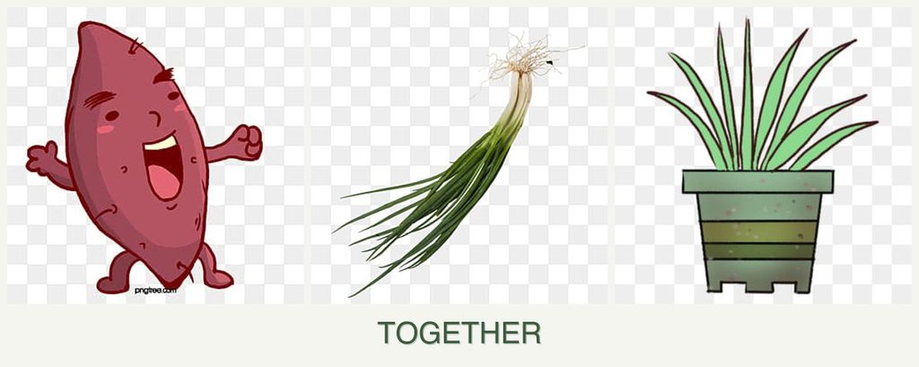 Can you plant sweet potatoes, chives and lemongrass together?