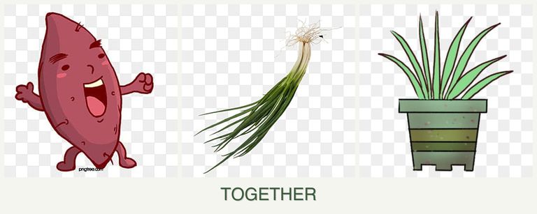 Can you plant sweet potatoes, chives and lemongrass together?