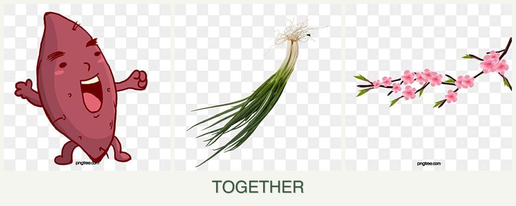 Can you plant sweet potatoes, chives and peaches together?