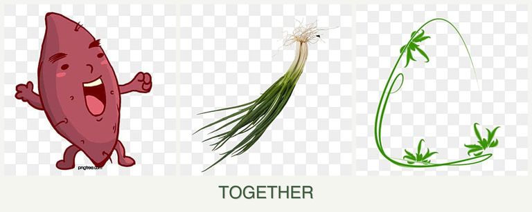 Can you plant sweet potatoes, chives and tarragon together?