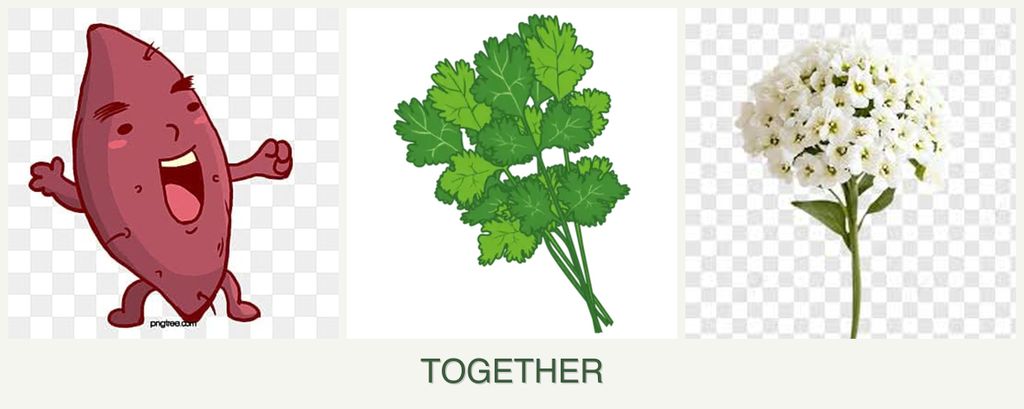 Can you plant sweet potatoes, cilantro and alyssum together?