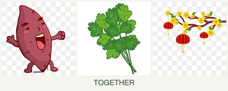 Can you plant sweet potatoes, cilantro and apricots together?