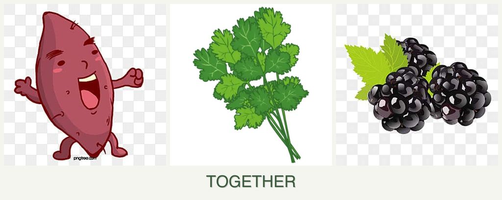 Can you plant sweet potatoes, cilantro and blackberries together?