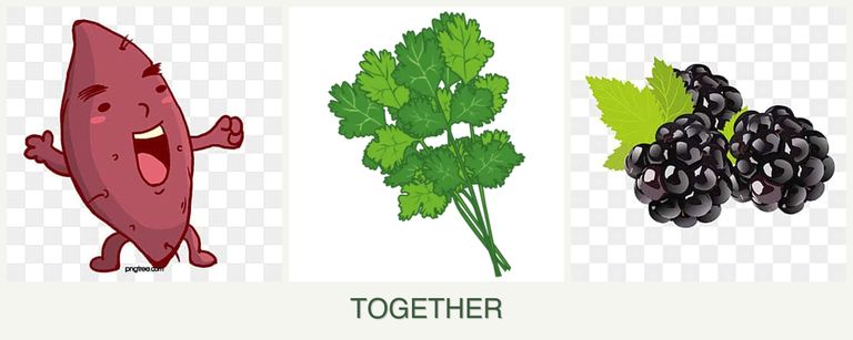 Can you plant sweet potatoes, cilantro and blackberries together?
