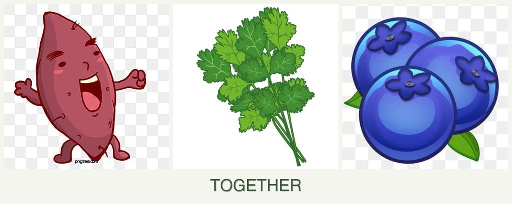 Can you plant sweet potatoes, cilantro and blueberries together?